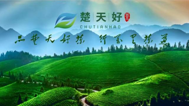 【特別關(guān)注】楚天好茶七大平臺賬號開通 誠邀您的關(guān)注！